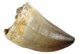 Fossil Mosasaur (Prognathodon) Tooth - Morocco #270897-1